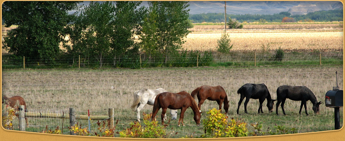 Ranch - Beagle Properties